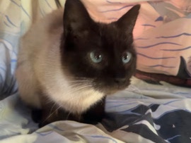 Siamese – adopt a pet today! – Long Bottom