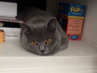British Shorthair – British shorthair – Liverpool