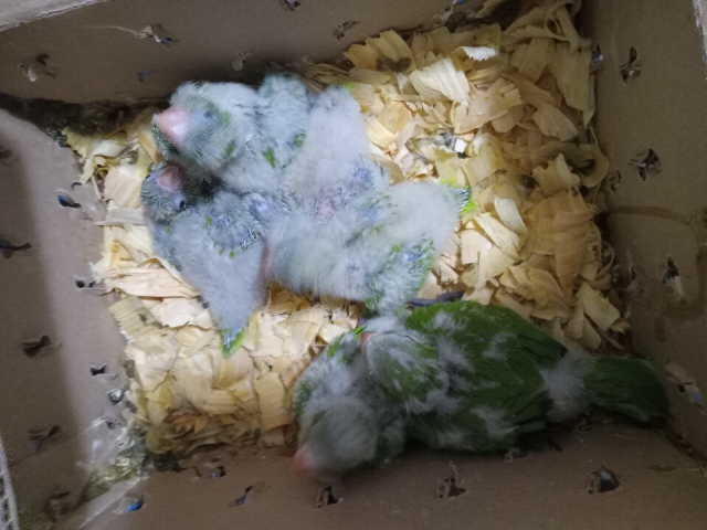 Quaker Parrot – Quaker babies
