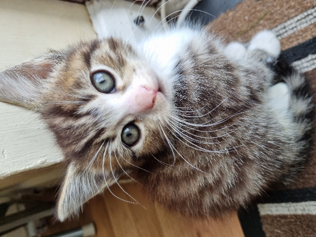 British Longhair – kittens