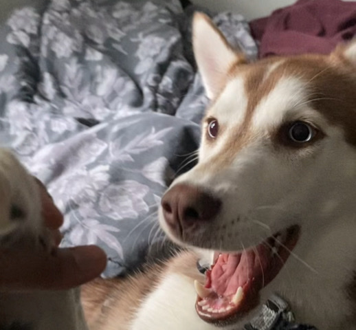 Siberian Husky – Siberian husky