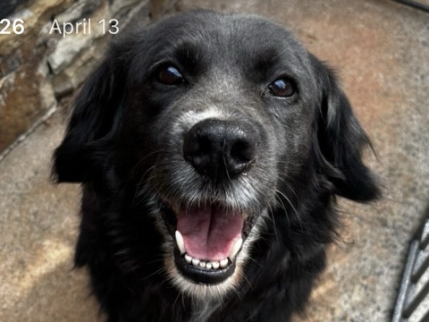 Border Collie – Nala needs a new home – Cumming
