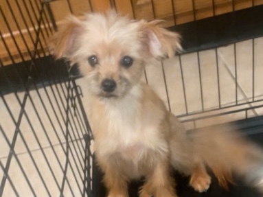 Yorkshire Terrier – loving puppy looking for a new home