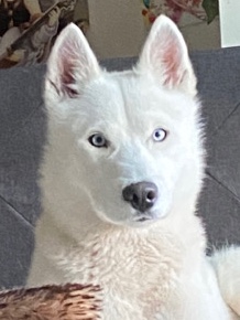 Siberian Husky – rehoming my husky