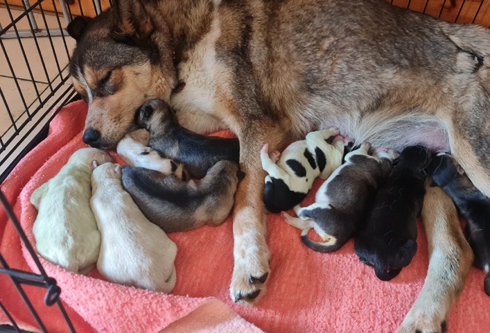 Huskita puppies
