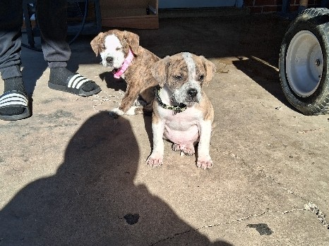 American Pit Bull Terrier – puppies in look for a new home – Shelbyville