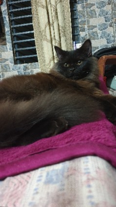 Persian (Modern) – Persian Cat