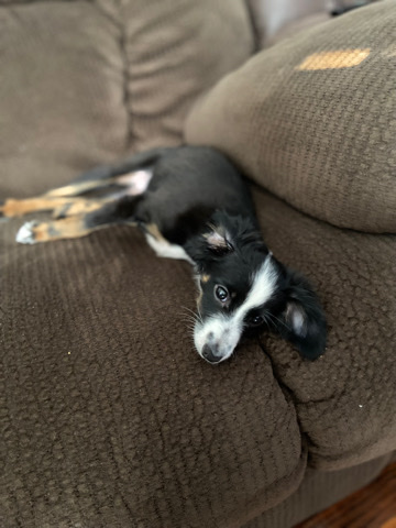 Border Collie – puppy for sale