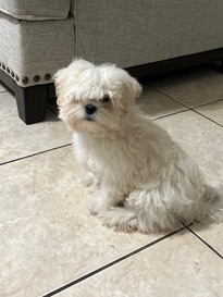 Maltese – maltipoo for sale