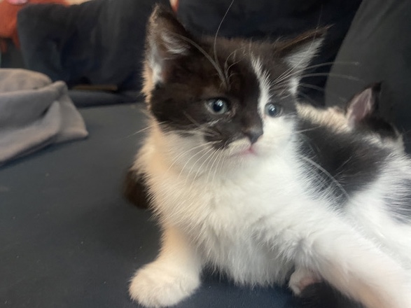 Persian (Modern) - mixed Persian kittens available now available for adoption in Manchester