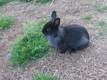 neverland mix lionhead dwarf rabbits