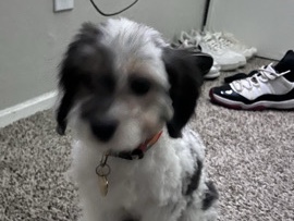 Puppy!