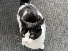 Munchkin – Oreo – Pittsburgh
