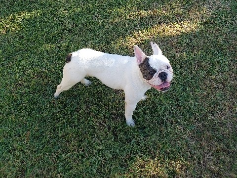 French Bulldog – Male French Bulldog – Destrehan