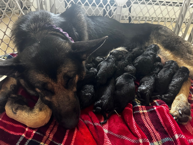 German Shepherd – German Shepard pups