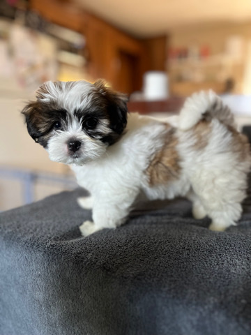 Shih Tzu – Teddy Bear Puppies