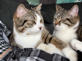 All - Kater (2 Brüder) available for adoption in Straubing