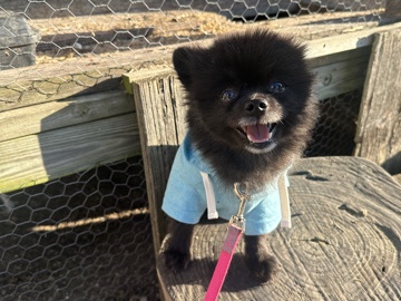 Pomeranian – Pomeranian Dog Rehoming – Menasha