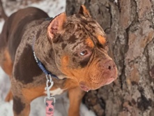 American Bulldog – Presley – College Park