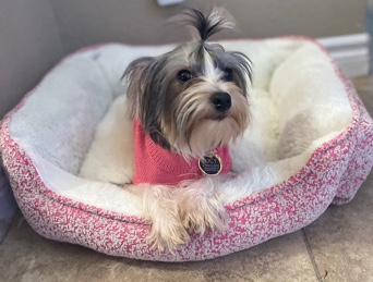 Female Biewer Yorkie