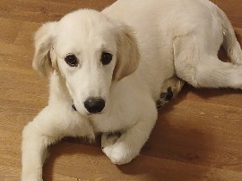 Labrador Retriever – Hündin Labrador – Gelsenkirchen