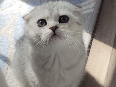 Scottish Fold – Scottish Fold girl – New York
