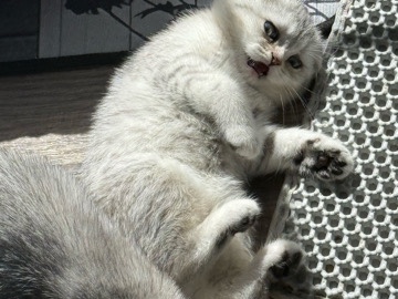 Scottish Fold – Scottish Fold girl – Fort Lee
