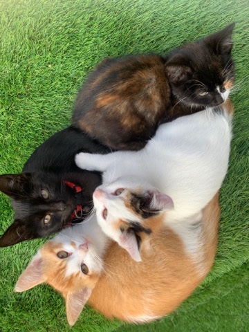 4 12 week old mixed breed kittens