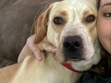 re-homing Yellow lab/mix – Troy