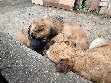 German Shepherd cross – Chhatrapati Sambhajinagar