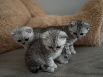 British Shorthair – Britisch Kurzhaar Kitten ( 3 Männliche ) – Marbach am Neckar