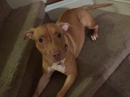 American Pit Bull Terrier – Pitbul – Lakeland