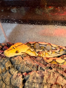 snake – Gorgeous Python’s and Boas looking a new home