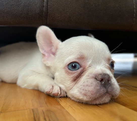 French Bulldog β Platinum French Bulldog