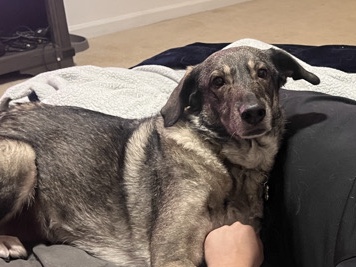 German Shepherd – Sweet Female Dog - Vana – Lucama