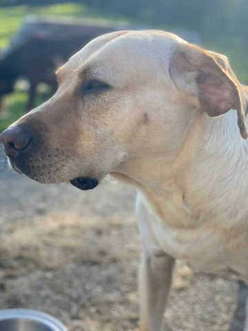 Labrador Retriever – Rehoming