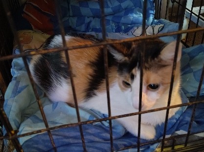 American Shorthair – female cat – Des Moines