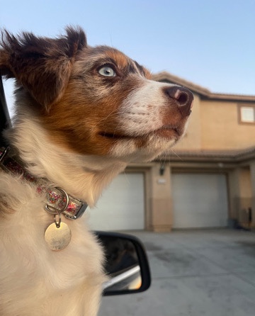 Australian Shepherd – Dulce