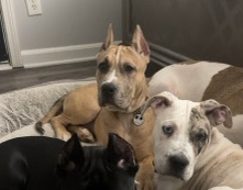 Cane Corso – Merle cane corso X American bully – Decatur