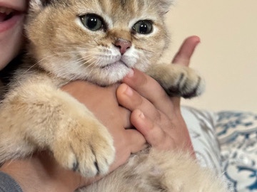 British Shorthair – Golden British Shorthair Chinchilla Kitten – Vaccinated – New York