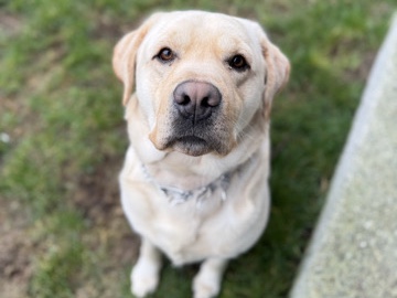 Labrador Retriever – loving Labrador Retriever ❤️ – Tacoma