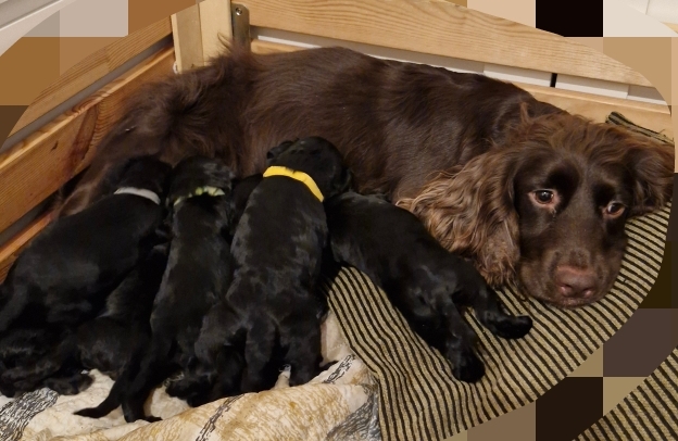 F1 Cockapoo puppies