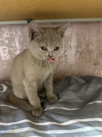 Bkh kitten