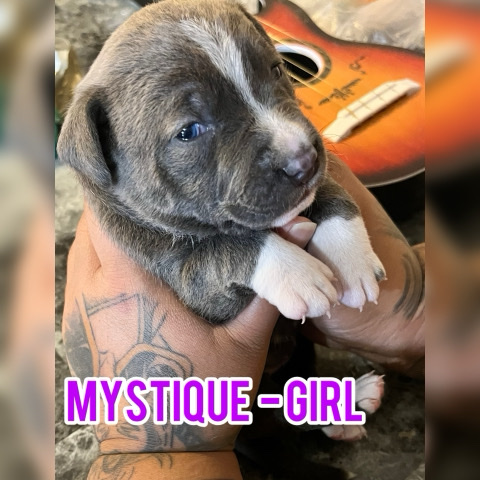 Bluenose Mixed Puppies Girls