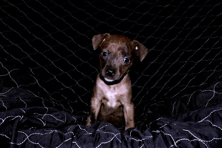 American Pit Bull Terrier – Reese “Female”
