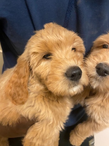 Poodle – F1B Goldendoodles