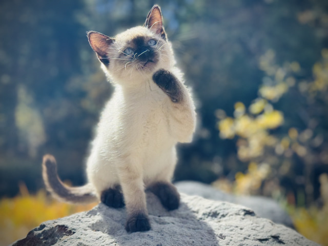  Look no further !  Your Ragdoll kitten is right here