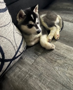 Siberian Husky – 8week old