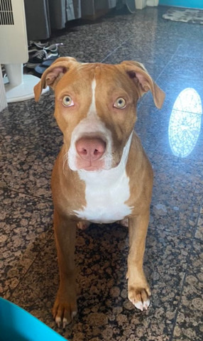 American Pit Bull Terrier – Needs new home