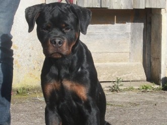 Image of Rottweiler